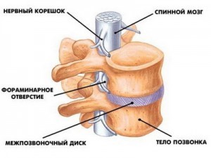 Анатомия позвоночного сегмента